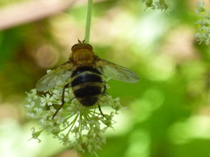 bee.jpg