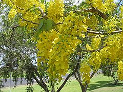 240px-Cassia_fistula.jpg