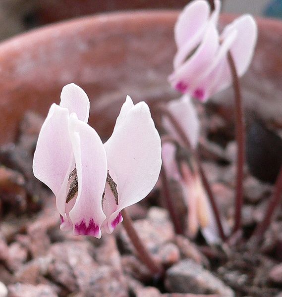 569px-Cyclamen_cyprium.jpg
