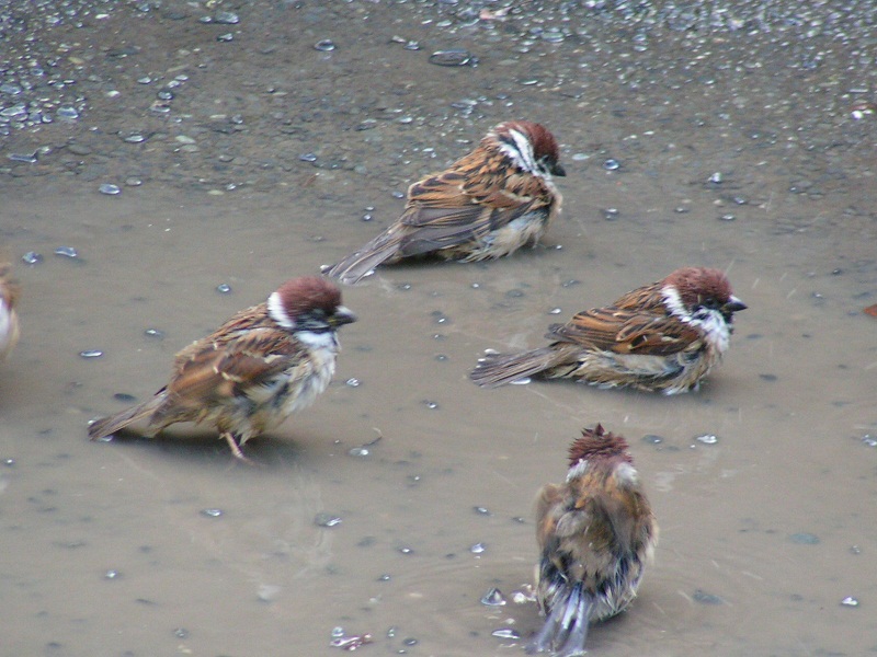 PICT0137_S2.jpg