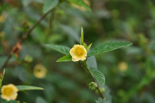 DSC_0984.JPG