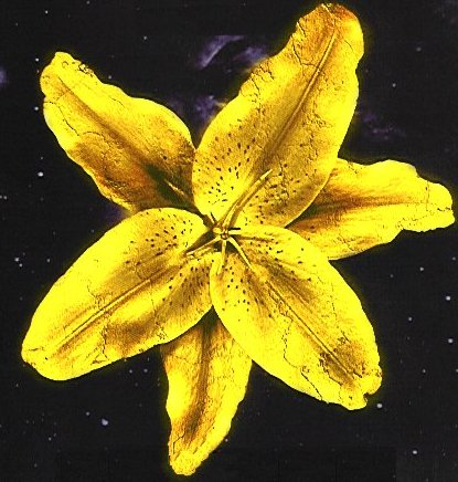 remeberanceflower.jpg