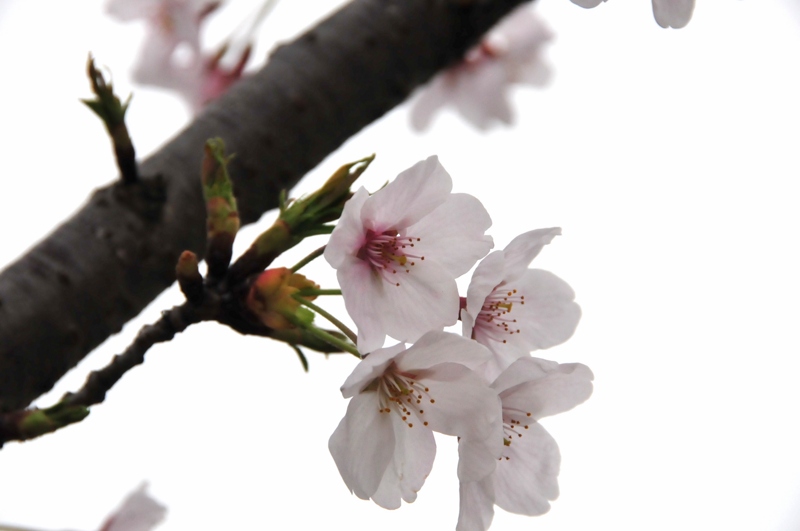 DSC_8390 [800x600].jpg