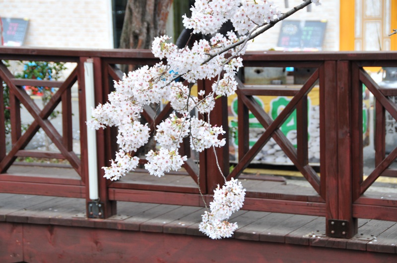 DSC_8404 [800x600].jpg