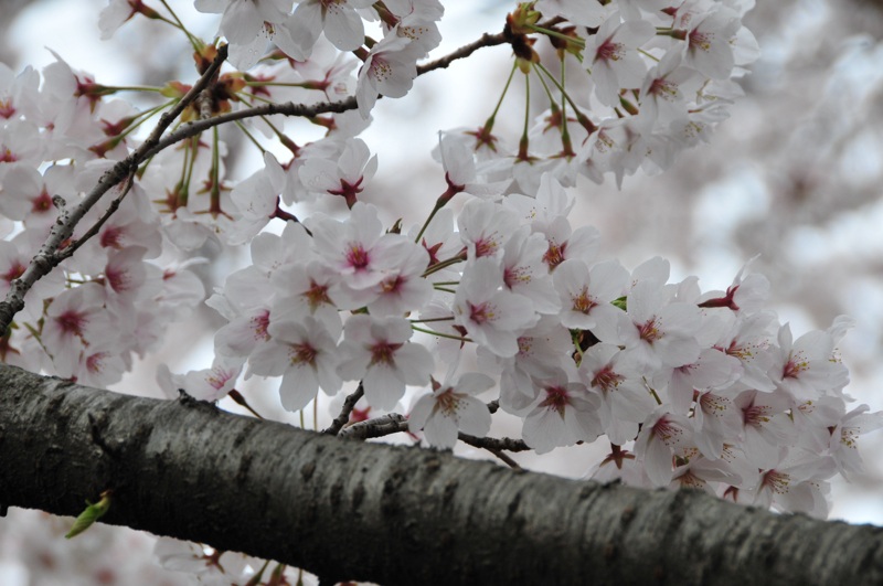 DSC_8409 [800x600].jpg