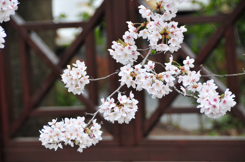 DSC_8428 [800x600].jpg