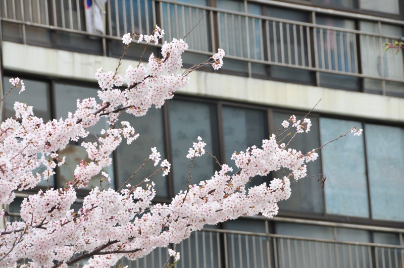 DSC_8432 [800x600].jpg