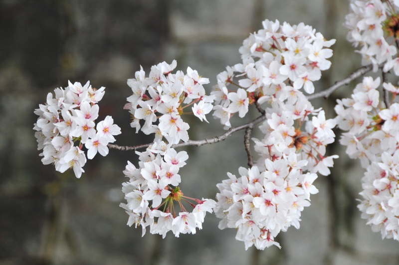 DSC_8468 [800x600].jpg