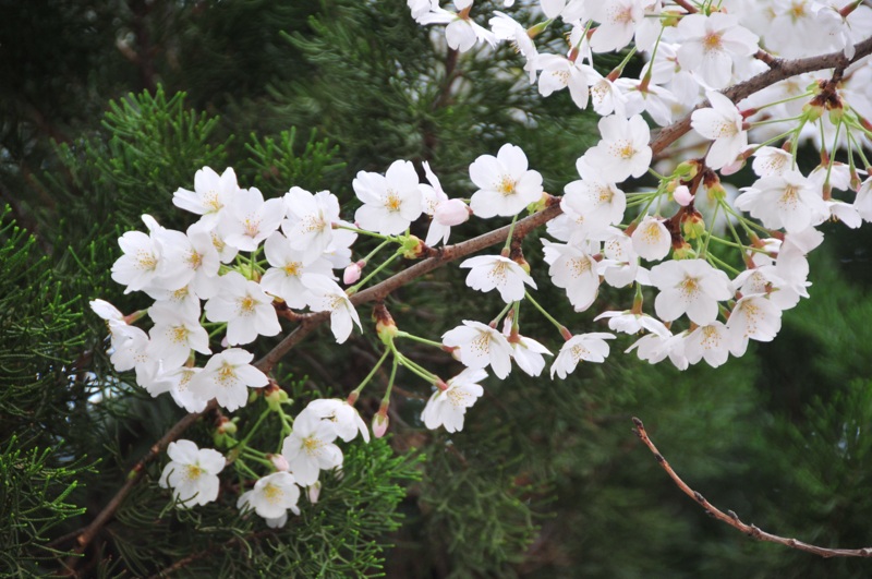 DSC_8470 [800x600].jpg