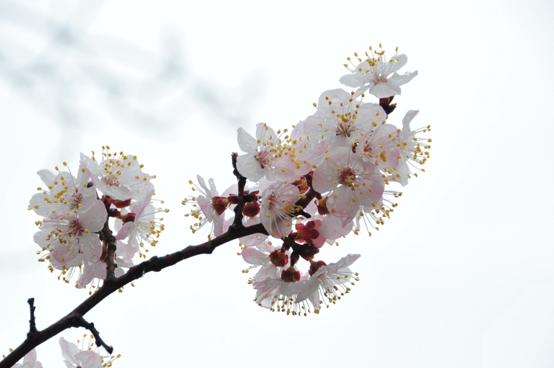 DSC_8529 [800x600].jpg