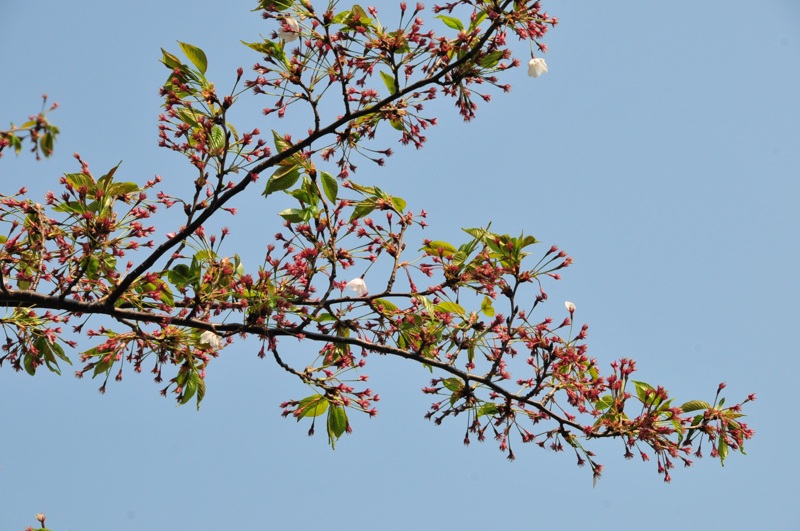 DSC_8968 [800x600].jpg