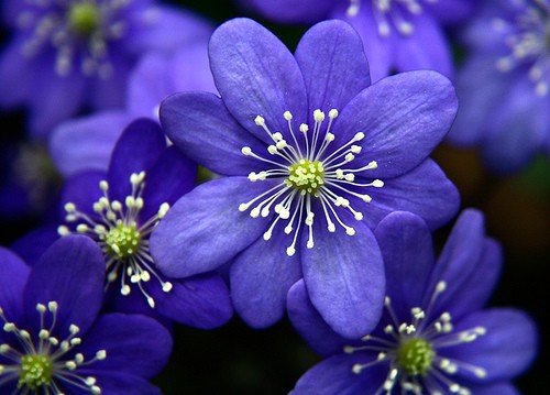 1956_Blue-Flower459063.jpg