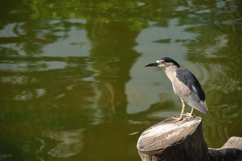 7421_Black_crowned_Night_Heron.jpg
