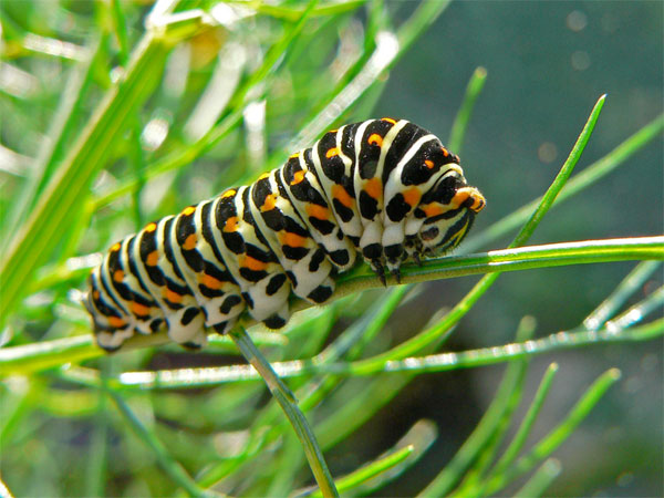 colorful_caterpillar.jpg