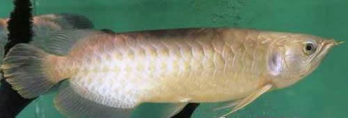 青龙鱼 Green arowana.jpg