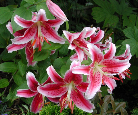 lilium-stargazer.jpg