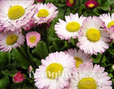 Flower 非洲菊.jpg