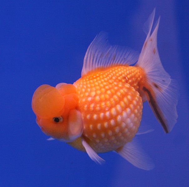 606px-Goldfish_Pearl_Scale.jpg