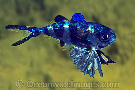 4 Bluebottle Fish 青蠅魚.jpg