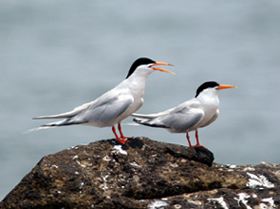 roaeate_tern_lkwokming.JPG