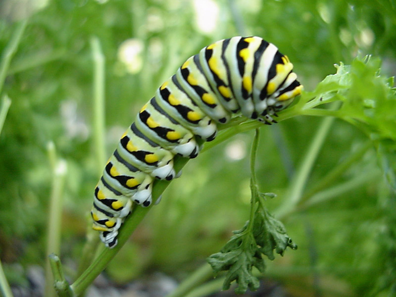 ParsleyWorm3.jpg