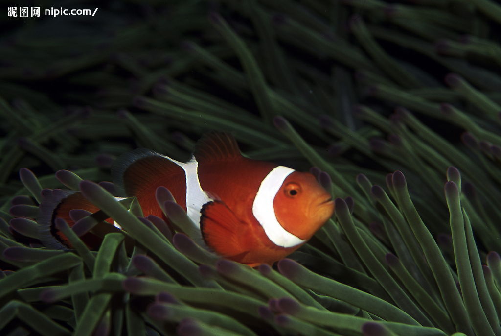 小丑魚.jpg