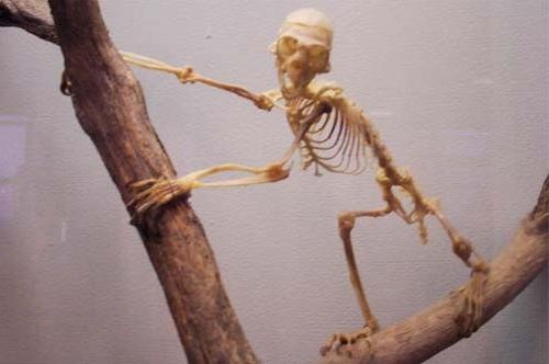 tamarim-skeleton.jpg