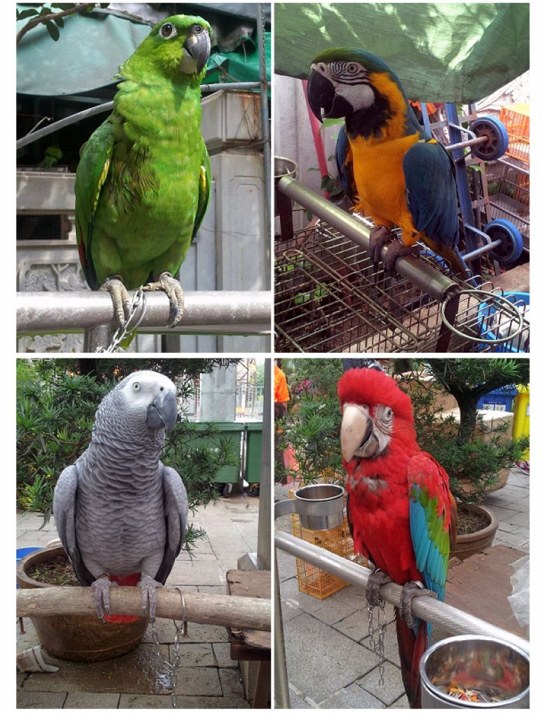 鸚鵡_001.jpg