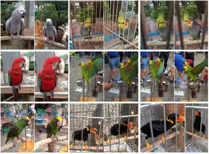 鸚鵡18_002.jpg