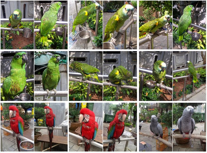 鸚鵡18_001.jpg
