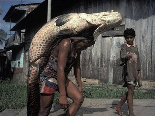 笨實, 早知唔好貪大啦.jpg