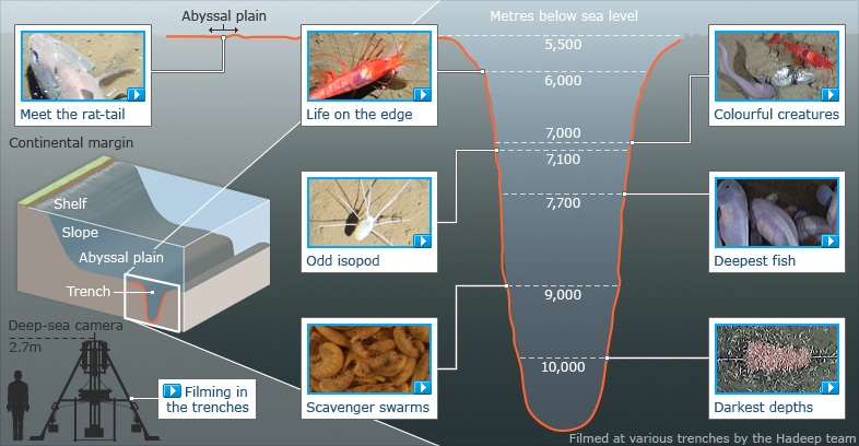deep_sea_trench_786.jpg