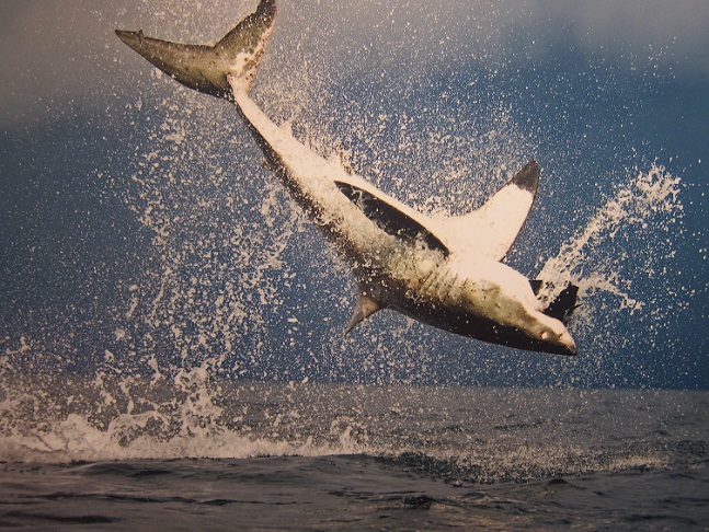 01_Great White Shark @ S Africa.JPG
