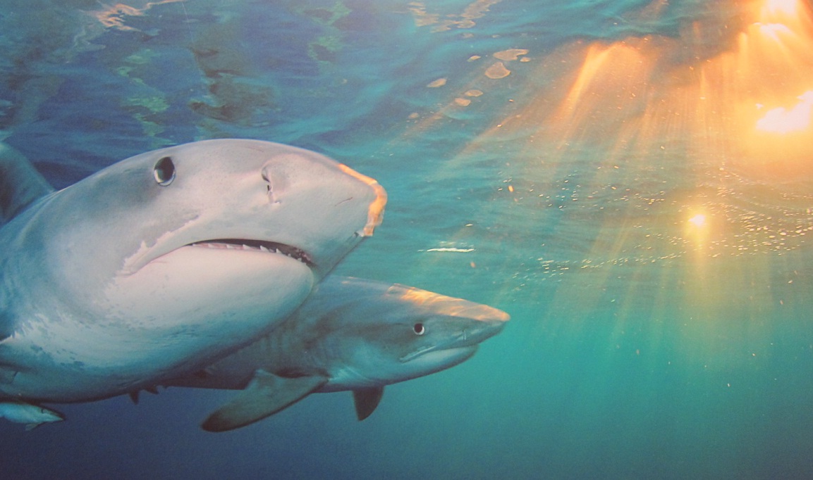 07_Tiger Shark @ S Africa.JPG