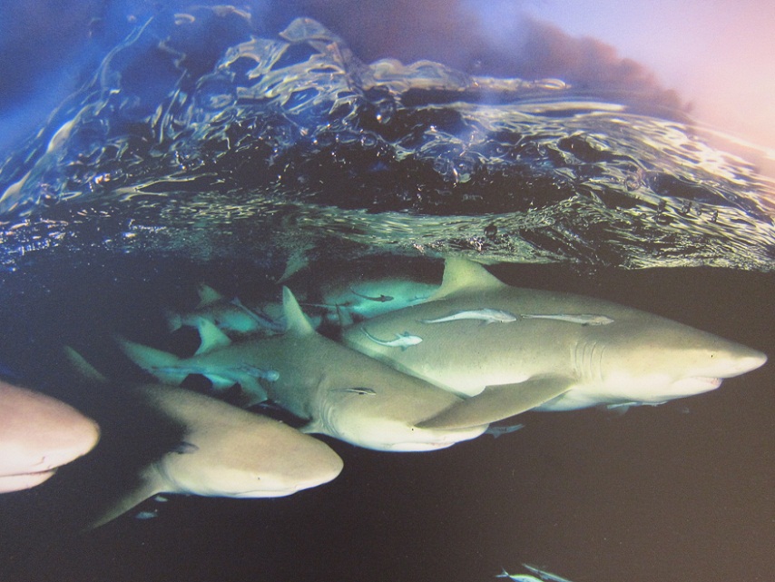 16_Lemon Shark in Formation @ Bahamas.JPG