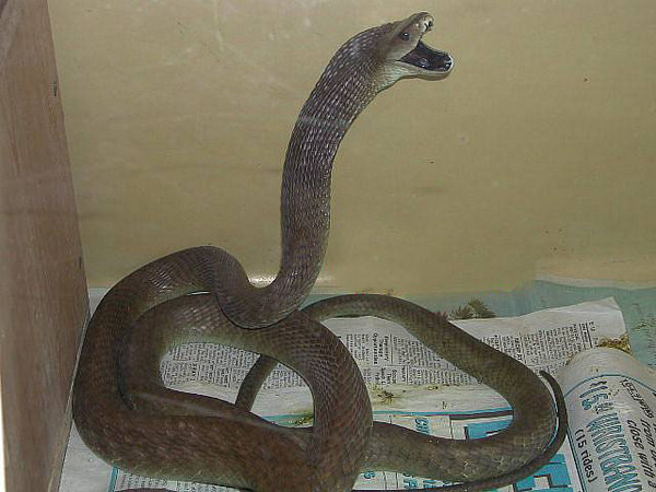 黑曼巴蛇5.jpg