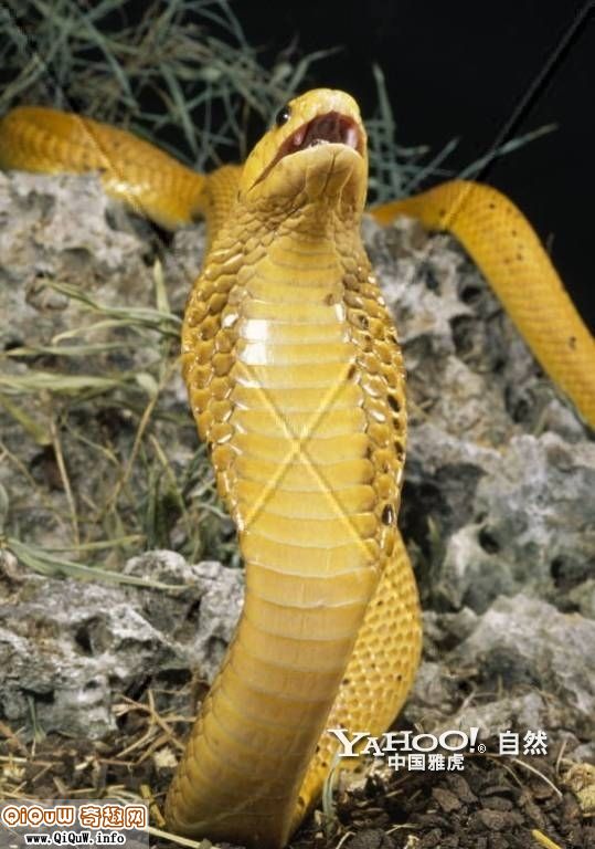黃金眼鏡蛇.jpg