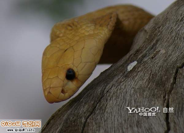 黃金眼鏡蛇3.jpg