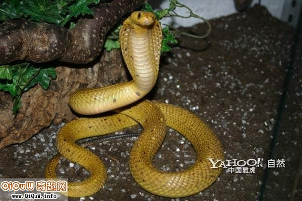 黃金眼鏡蛇1.jpg