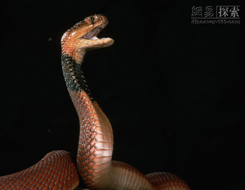 2黑頸喷毒眼镜蛇.jpg
