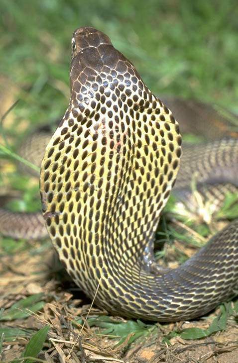 1缅甸喷毒眼镜蛇.jpg
