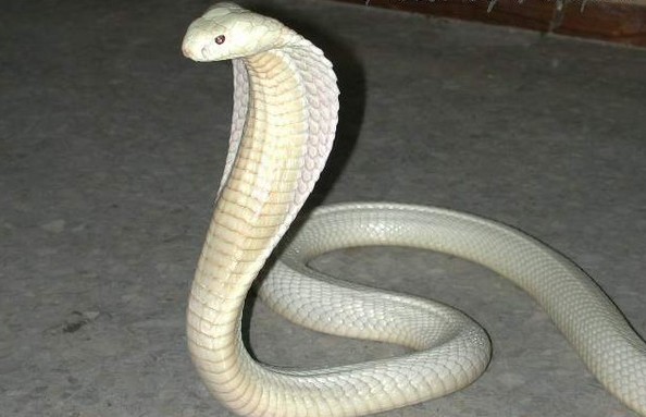108白色舟山眼镜蛇.jpg