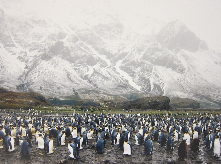 2_Fortuna Bay @ Antartica.JPG