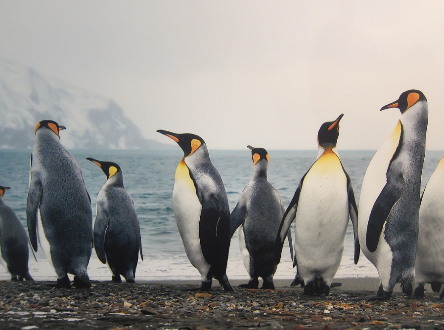 3_Fortuna Bay @ Antartica.JPG