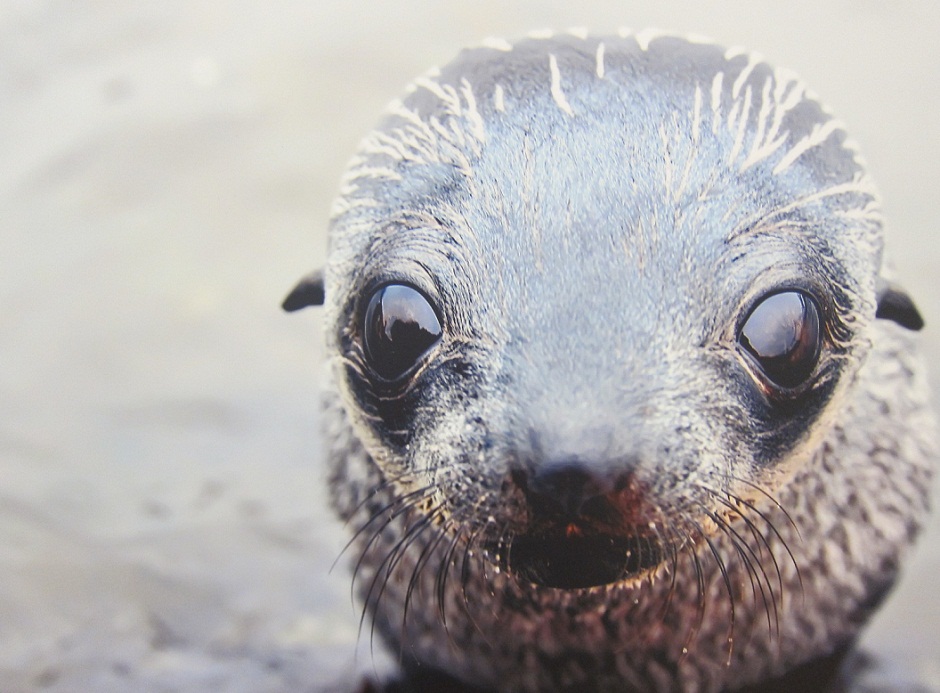4_Young Fur Seal at Stromess Bay @ Antartica.JPG