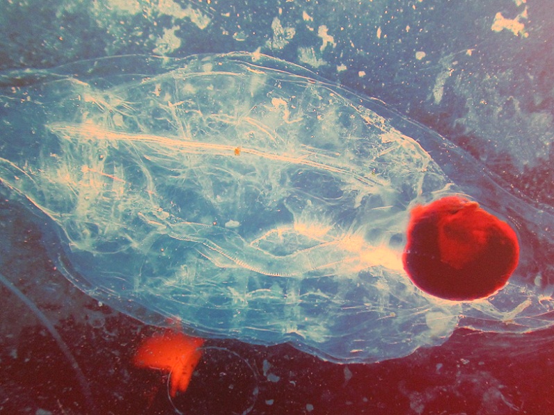 5_A Salp @ Antartica Water.JPG