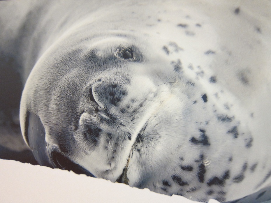18_Seal Resting at Pleneau Bay.JPG