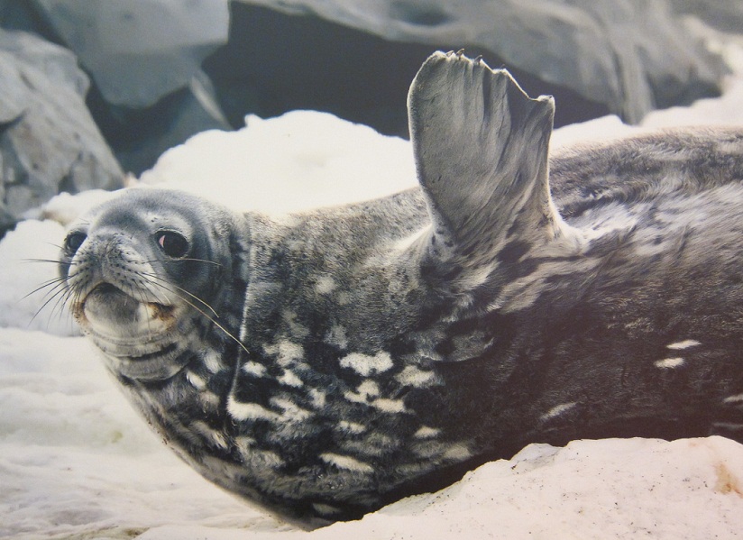 19_Seal at Astrolabe Island @ Antartica.JPG
