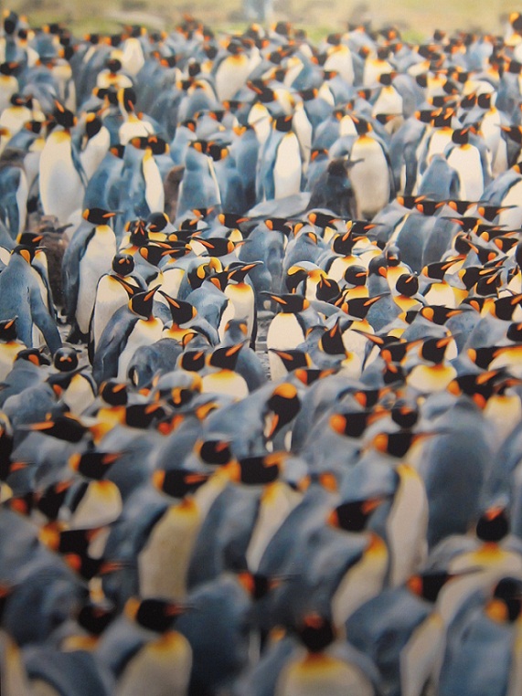 12_King Penguin at Fortuna Bay.JPG