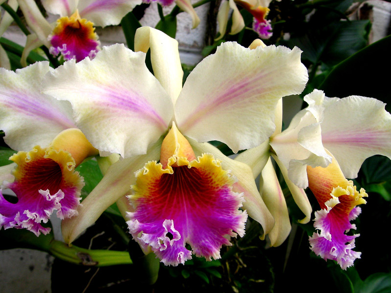 Orchids.jpg